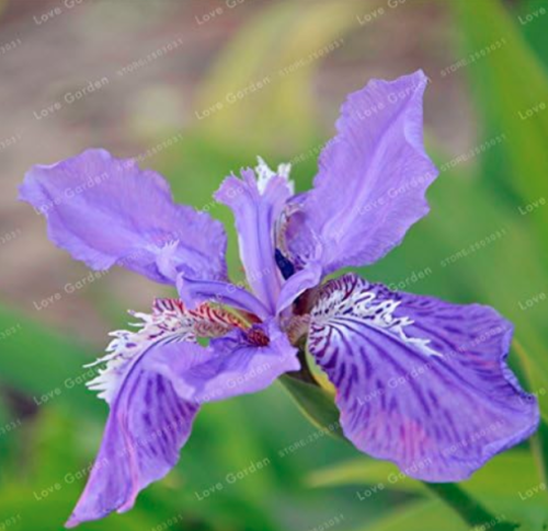 Rare Iris Seed Iris Tectorum Perennial Flower - (Color: 17)