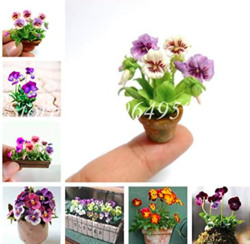 Mini Pansy Seed Seedlings of Potted Plant - (Color: Mixed)