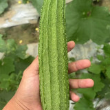 Yuanhua No.1 Large-fleshed Spotted Luffa Seeds, F1 Hybrid Luffa, Thick, Tender Flesh, High Continuous Fruit-setting Capacity