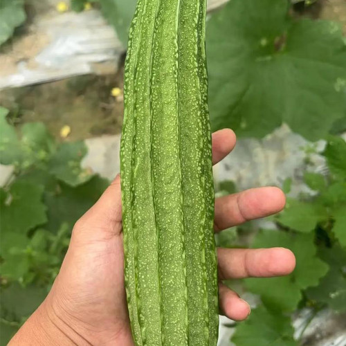 Yuanhua No.1 Large-fleshed Spotted Luffa Seeds, F1 Hybrid Luffa, Thick, Tender Flesh, High Continuous Fruit-setting Capacity
