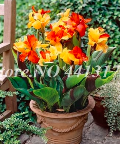 Canna Lily Beautiful Indoor Seed Potted Flower Colorful Heirloom Foliage Plants