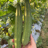 Yuanhua No.1 Large-fleshed Spotted Luffa Seeds, F1 Hybrid Luffa, Thick, Tender Flesh, High Continuous Fruit-setting Capacity