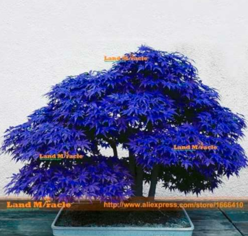 Blue Maple Tree Seed Tree Rare Japanese Sky Blue Maple Balcony Plants for Home Garden