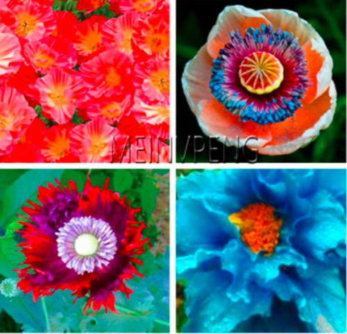 Rare Blue Himalayan Poppy Seed Beautiful Perennial Flower - (Color: Mix)