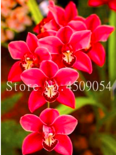 Rare Climbing Cymbidium Orchid Seed Butterfly Orchid Phalaenopsis (Color: 21)