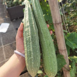 Yuanhua No.1 Large-fleshed Spotted Luffa Seeds, F1 Hybrid Luffa, Thick, Tender Flesh, High Continuous Fruit-setting Capacity