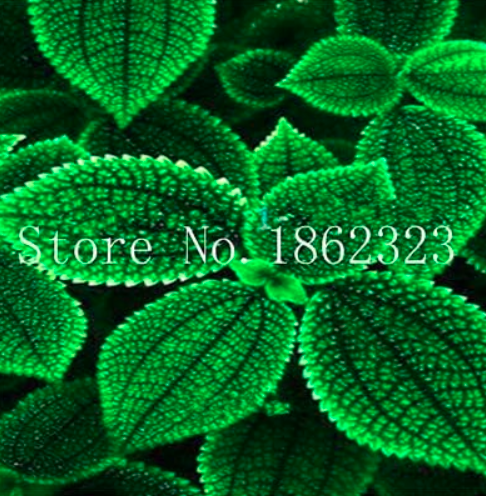 Exotic Coleus Seed Flowers Potted Seed Garden Courtyard Balcony (Color: 18)