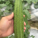 Yuanhua No.1 Large-fleshed Spotted Luffa Seeds, F1 Hybrid Luffa, Thick, Tender Flesh, High Continuous Fruit-setting Capacity