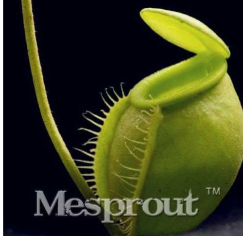 Nepenthes Seed Balcony Potted Seed Carnivorous Plants Seed - (Color: 8)