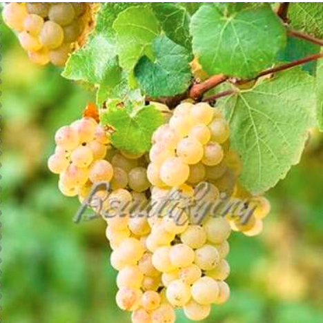Mini Grape Tree Seed Fruit Organic Fruit for Home Garden - (Color: 11)