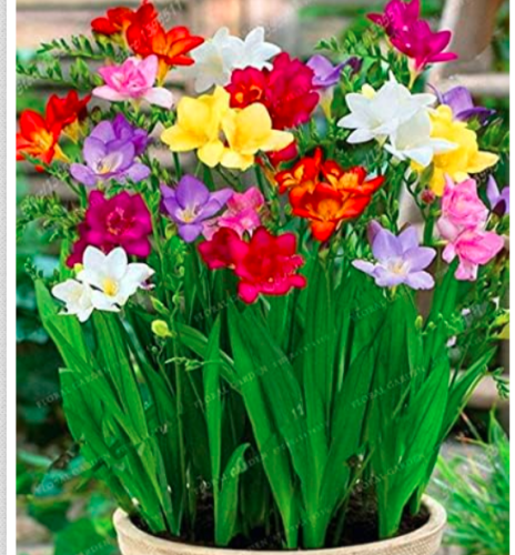 Narcissus Flower Daffodil Absorption Radiation Narcissus Tazetta Seed - (Color: 6)