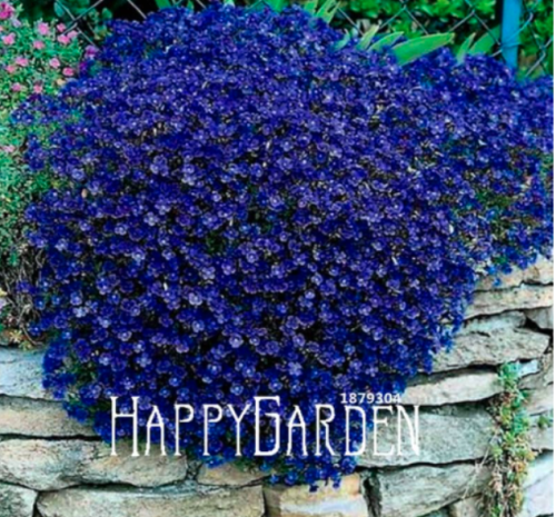 Rock Cress Seed - Cascading Blue,Non-GMO Rock Cress, Groundcover Plant, Perennial Garden