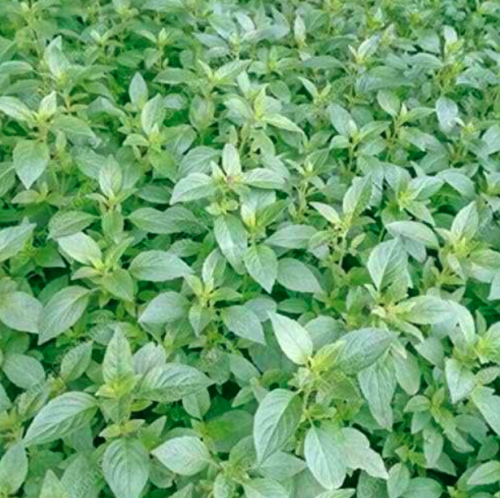 Nepeta Cataria Vegetables Seed Plant Semente Plant Herba Schizonepetae