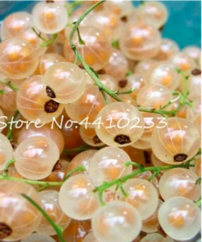 Gooseberry Seed Fruit, Juicy Currant Organic Sweet High Nutritious Seed - (Color: b)