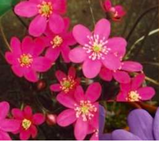 Giant Hepatica Nolilis Seed Hardy Home Garden Potted Or Yard Flower (Color: Red)