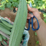 Yuanhua No.1 Large-fleshed Spotted Luffa Seeds, F1 Hybrid Luffa, Thick, Tender Flesh, High Continuous Fruit-setting Capacity