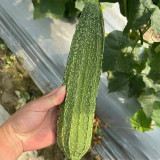 Yuanhua No.1 Large-fleshed Spotted Luffa Seeds, F1 Hybrid Luffa, Thick, Tender Flesh, High Continuous Fruit-setting Capacity