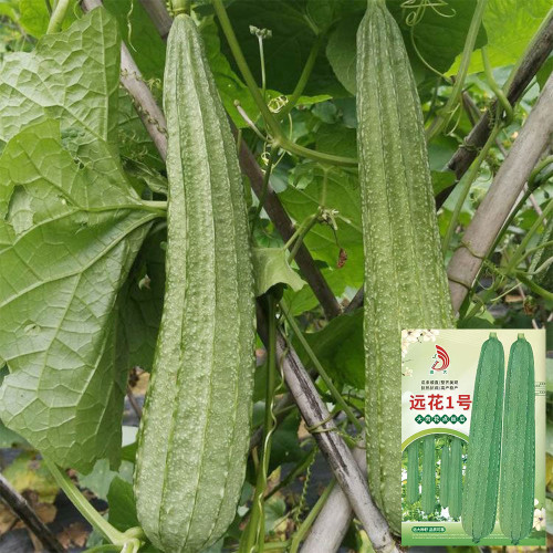 Yuanhua No.1 Large-fleshed Spotted Luffa Seeds, F1 Hybrid Luffa, Thick, Tender Flesh, High Continuous Fruit-setting Capacity