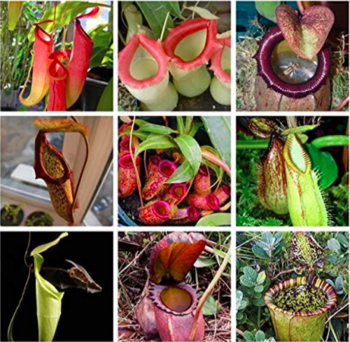 Rare Rajah Nepenthes Plant  Seed Carnivorous Plant - (Color: mixed)
