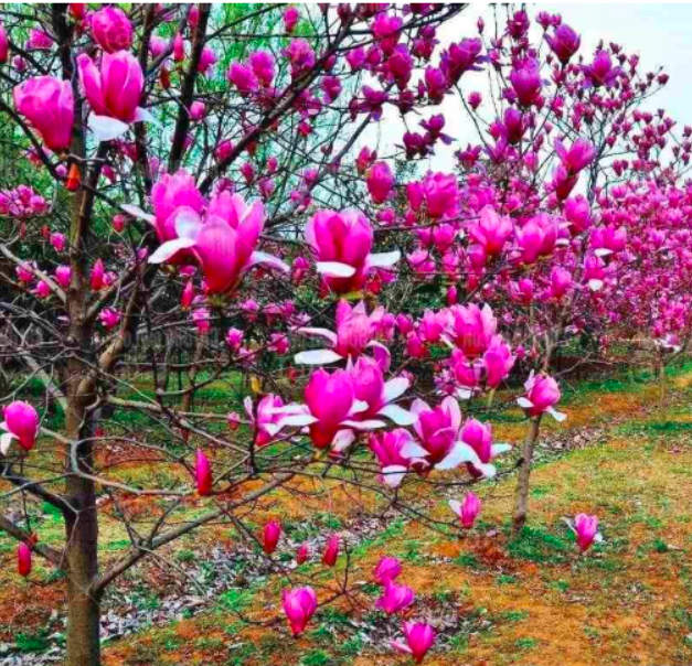 Gaint Magnolia Seed Magnolia Flower Tree
