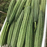 Meiling No.2 Luffa Seeds, First-Generation Hybrid, Vigorous Growth, Long Luffa, Ideal for Stable Harvests