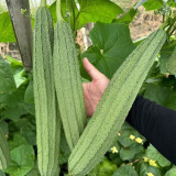 Meiling No.1 Luffa Seeds, Hybrid Angular Loofah Variety, Vigorous Growth, Wide Adaptability, Sweet & Crisp Flesh