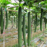Meiling No.2 Luffa Seeds, First-Generation Hybrid, Vigorous Growth, Long Luffa, Ideal for Stable Harvests
