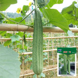 Meiling No.1 Luffa Seeds, Hybrid Angular Loofah Variety, Vigorous Growth, Wide Adaptability, Sweet & Crisp Flesh