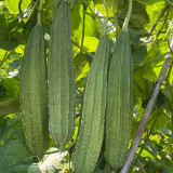 Meiling No.1 Luffa Seeds, Hybrid Angular Loofah Variety, Vigorous Growth, Wide Adaptability, Sweet & Crisp Flesh