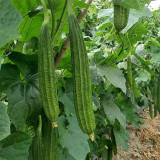Meiling No.1 Luffa Seeds, Hybrid Angular Loofah Variety, Vigorous Growth, Wide Adaptability, Sweet & Crisp Flesh