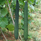 Meiling No.2 Luffa Seeds, First-Generation Hybrid, Vigorous Growth, Long Luffa, Ideal for Stable Harvests