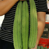 Meiling No.2 Luffa Seeds, First-Generation Hybrid, Vigorous Growth, Long Luffa, Ideal for Stable Harvests