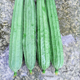 Meiling No.1 Luffa Seeds, Hybrid Angular Loofah Variety, Vigorous Growth, Wide Adaptability, Sweet & Crisp Flesh