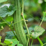 Meiling No.1 Luffa Seeds, Hybrid Angular Loofah Variety, Vigorous Growth, Wide Adaptability, Sweet & Crisp Flesh