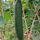 Black General Wax Gourd Seeds, Late-Maturing Variety, High Quality Wax Gourd, Thick Pure White Flesh, Wax Gourd Seeds