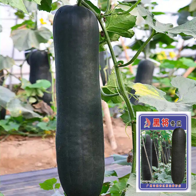 Black General Wax Gourd Seeds, Late-Maturing Variety, High Quality Wax Gourd, Thick Pure White Flesh, Wax Gourd Seeds