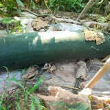 Black General Wax Gourd Seeds, Late-Maturing Variety, High Quality Wax Gourd, Thick Pure White Flesh, Wax Gourd Seeds
