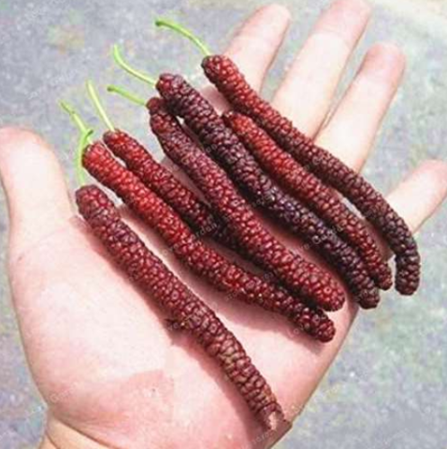 Long Mulberry Seed Rare Mulberry Tree Exotic Plant Non-GMO for Garden