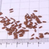 Geranium Seeds - Hrizon Coral Spice