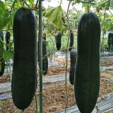 Black General Wax Gourd Seeds, Late-Maturing Variety, High Quality Wax Gourd, Thick Pure White Flesh, Wax Gourd Seeds