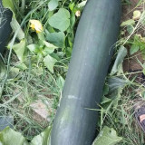 Black General Wax Gourd Seeds, Late-Maturing Variety, High Quality Wax Gourd, Thick Pure White Flesh, Wax Gourd Seeds