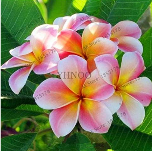 Multiple Color Frangipani Plumeria Rubra Flower Seeds (Color: 1)