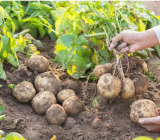 Mini Giant Potato Seed Anti-Wrinkle Nutrition Green Vegetable