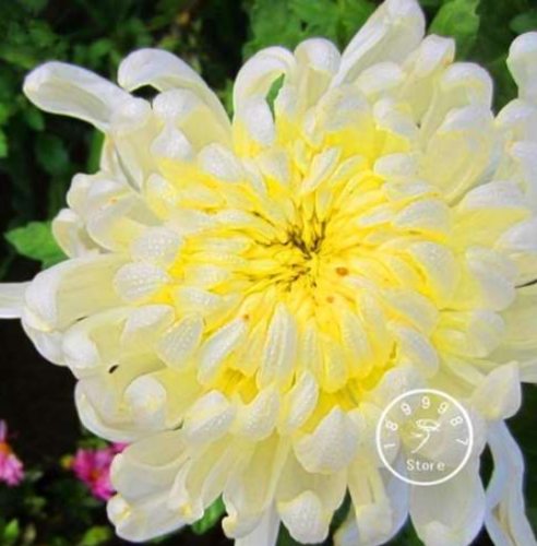 Chrysanthemum Plants Seed Flower Plant Garden Very Fragrant - (Color: 8)