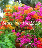 Mix Bougainvillea Seed for Home Garden Planting - (Color: 12)