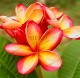 Multiple Color Frangipani Plumeria Rubra Flower Seeds