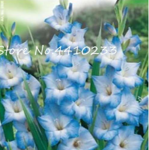 Perennial Gladiolus Flower Seed Plants Sword Lily (Color: t)
