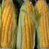 Lutian 196 Sweet Corn Seeds, High Yield Sweet Corn Seeds, Premium Sweet Corn, Nutrient-Rich, White Cob Yellow Kernels