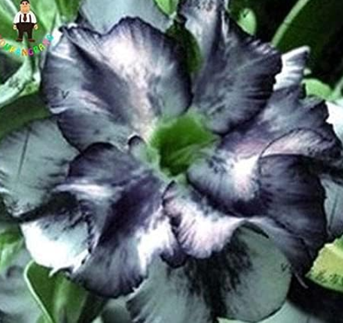 US$ 1.96 - Desert Rose Seeds Plants Rare Adenium Obesum Flower - www ...