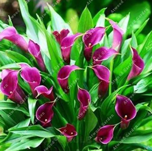 Colorful Calla Lily Bulbs Perennials Flower (Color: 1)
